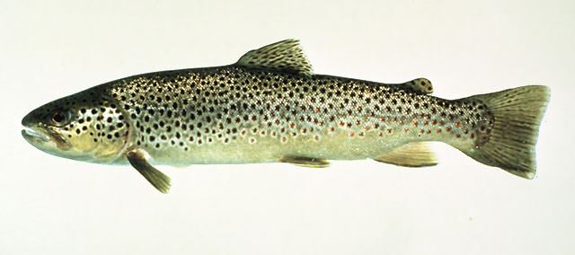 Rečna riba - Nutritivne vrednosti