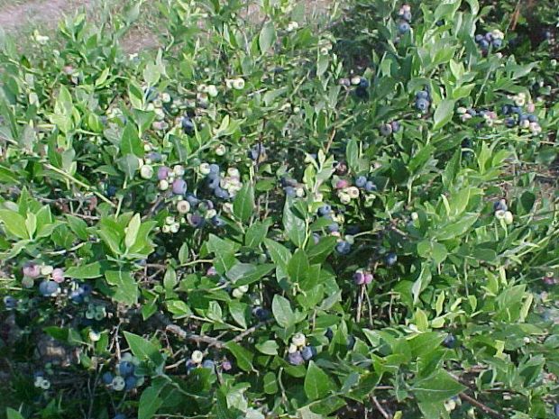 Borovnica