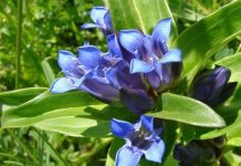 Prostrel prostrel