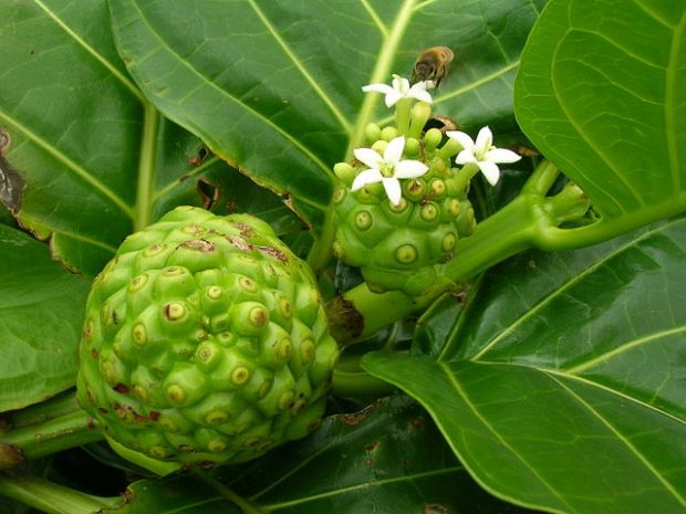 Noni