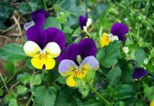 Maćuhica macuhica