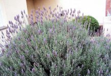 Lavanda lavanda