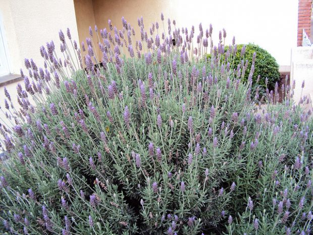 Lavanda