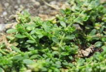Kilavica kilavica