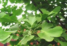 Ginko biloba ginko-biloba