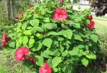 Hibiskus hibiskus