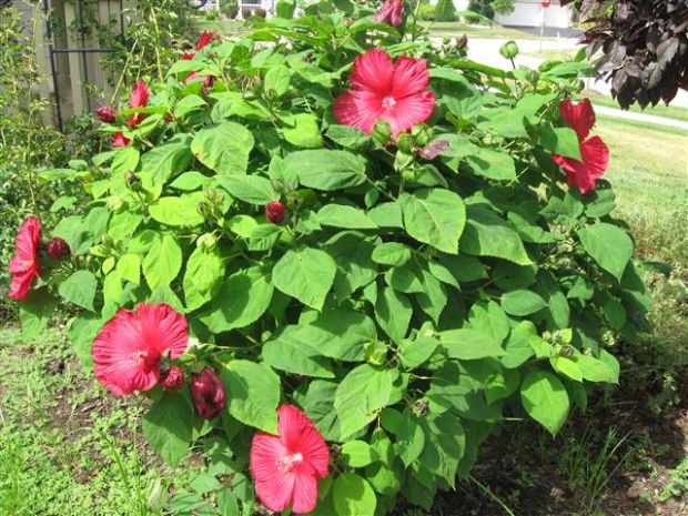 Hibiskus