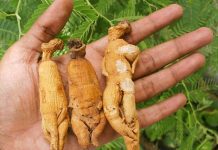 Žen Šen Žen šen, ginseng