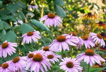 Echinacea echinacea