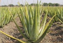 Aloe Vera Aloja