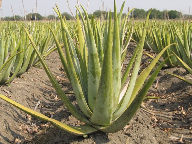 Aloja Vera